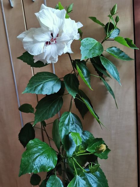  - Hibiscus 2015-2024