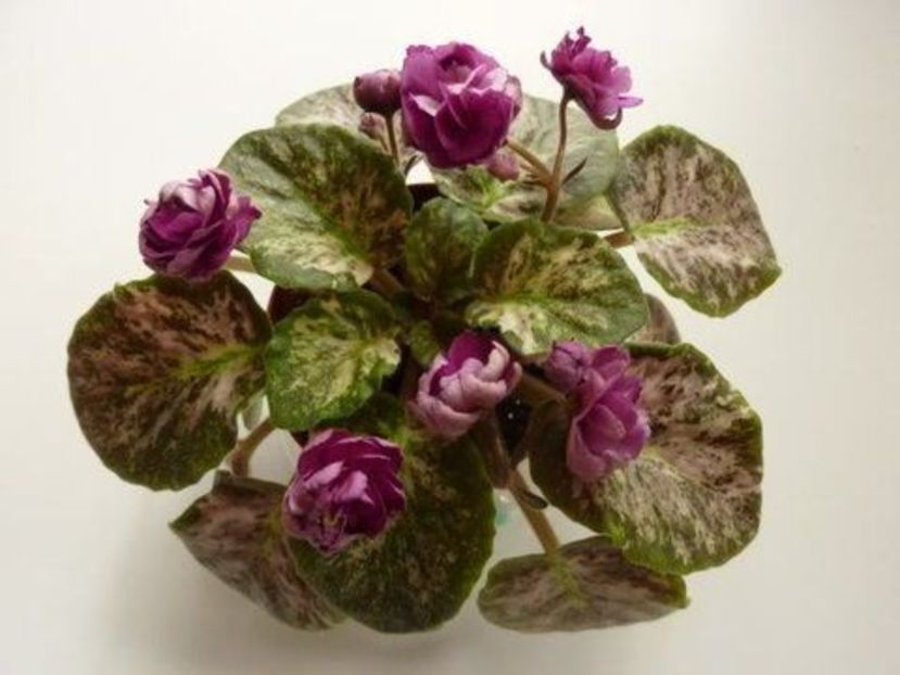 Poză net - Witch Doctor zz