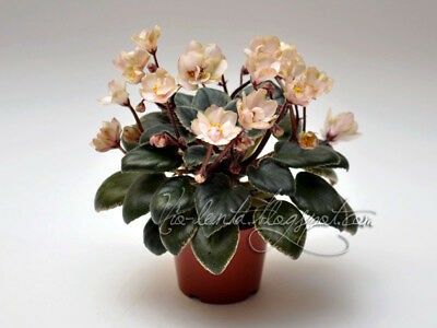 African-violet-Robs-Dandy-Lion-semimini - Rob s Dandy Lion zzz