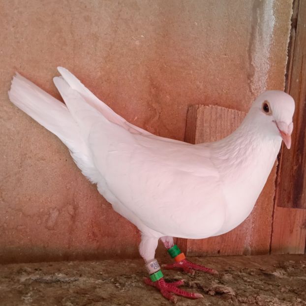 Femela 18-076....-Stoenesti - Porumbei vanduti