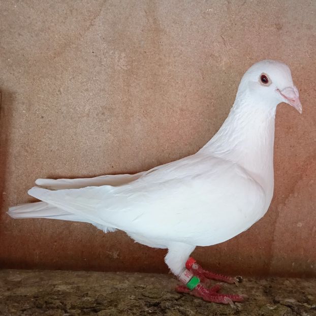 Femela 19-004...-Stoenesti - Porumbei vanduti