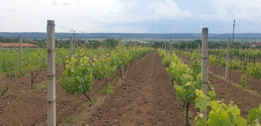  - Evolutie vita de vie 2016