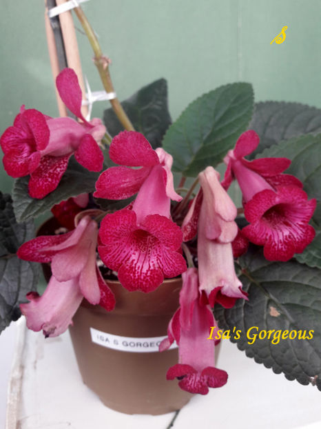 Isa s Gorgeous(11-06-2021)1 - Sinningii 2021