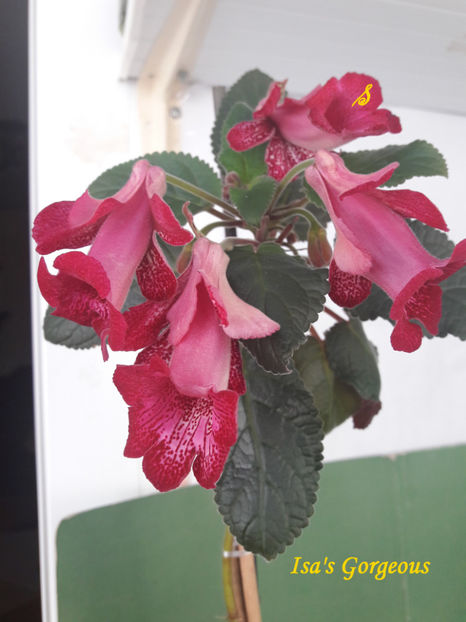 Isa s Gorgeous(1106-2021) - Sinningii 2021