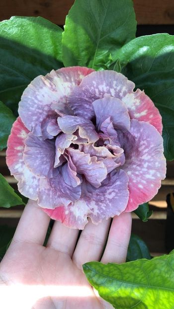 IMG-20210611-WA0004 - hibi Diamonds are Forever