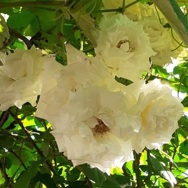  - Swan Lake 2021 - 2022- 2023 - 2024