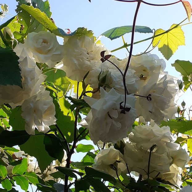  - Swan Lake 2021 - 2022- 2023 - 2024