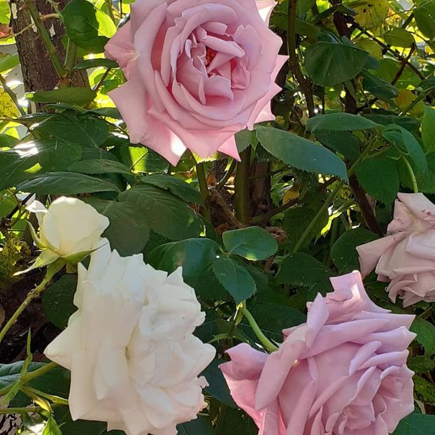 Swan Lake &Indigoletta - Iunie 2021