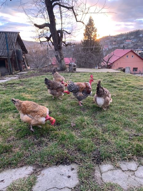 CD2CF763-E1DE-49DA-AB27-5895B69E336A - Gat golas 2021