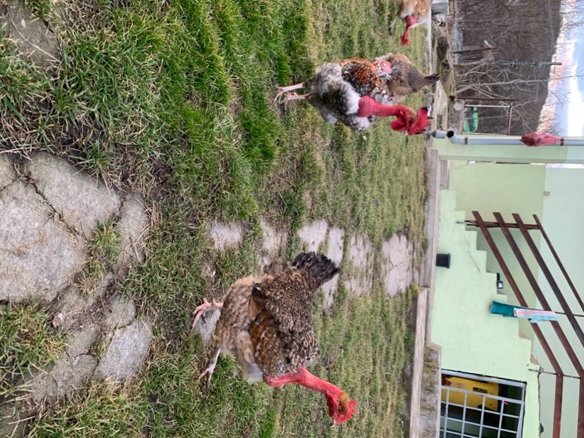 15D89C5A-CC28-4976-A040-EC22D9F3198E - Gat golas 2021