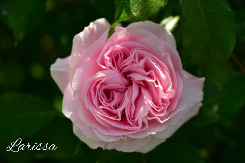 AddText_06-11-02.33.29 - Trandafiri 2021