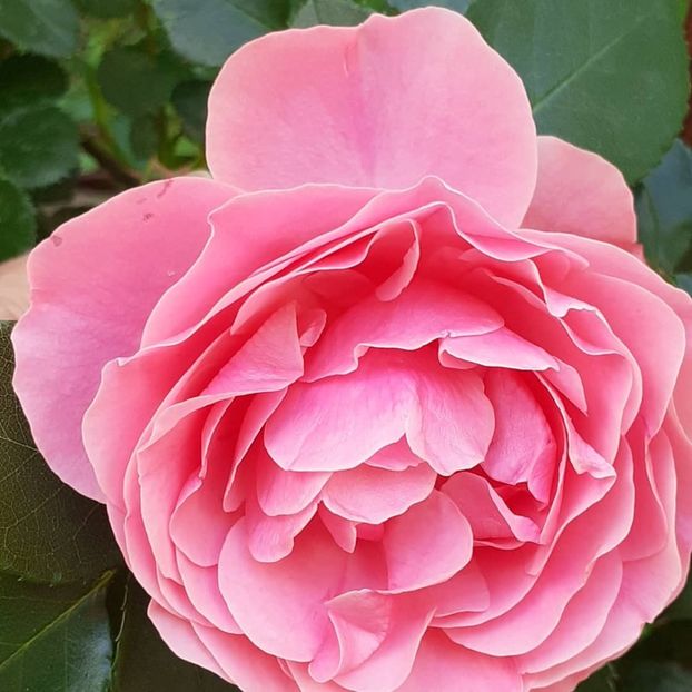  - Pink Leonardo 2021 - 2022 - 2023