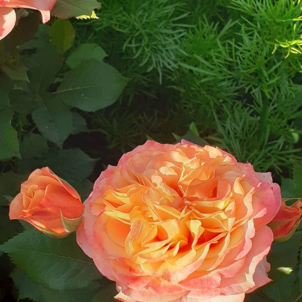  - La Villa Cotta 2021_ 2022