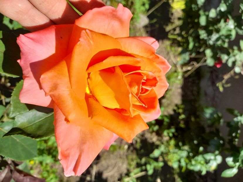 Necunoscut - 11-06-2021