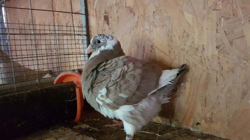 F 2021 - PUI 2021DE VANZARE