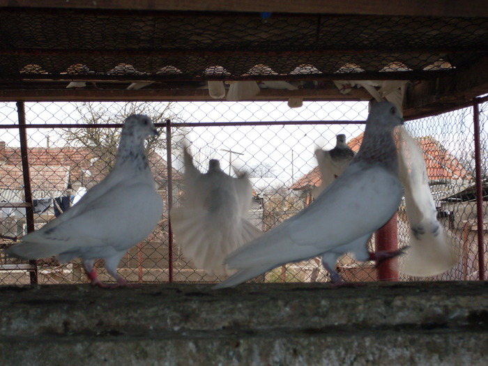 SDC11333 - Berzati de Budapesta