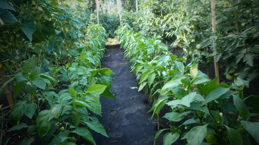 Castraveti - ardei - rosii - LIVADA CU POMI SI GRADINA DE LEGUME