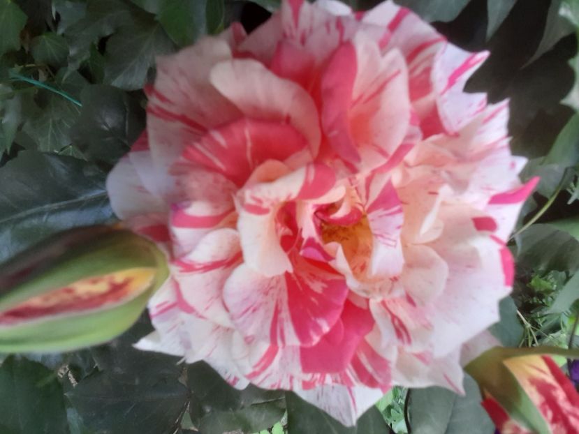 Philatelie - 2021 trandafiri