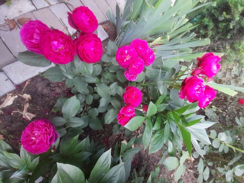 Bicentenayre - 2021 trandafiri