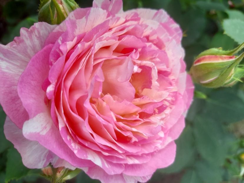 Marc chagal - 2021 trandafiri