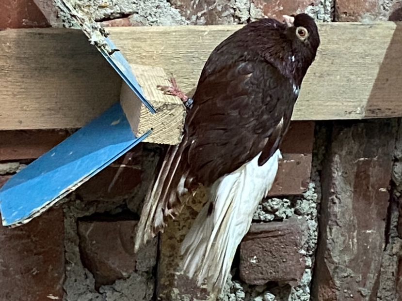 A5D704F3-414B-4209-AE7D-7833DBBB6ED9 - Vișinii codalbi