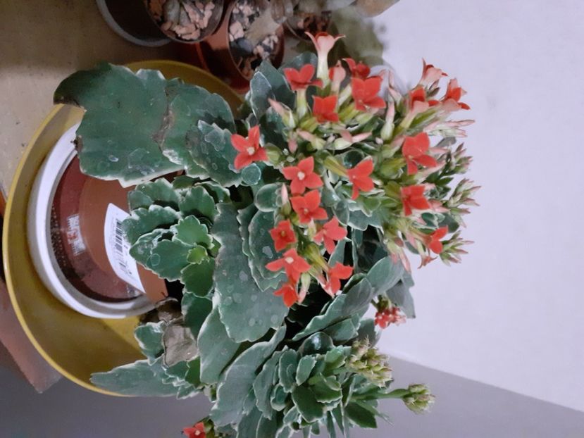 Kalanchoe - 2021