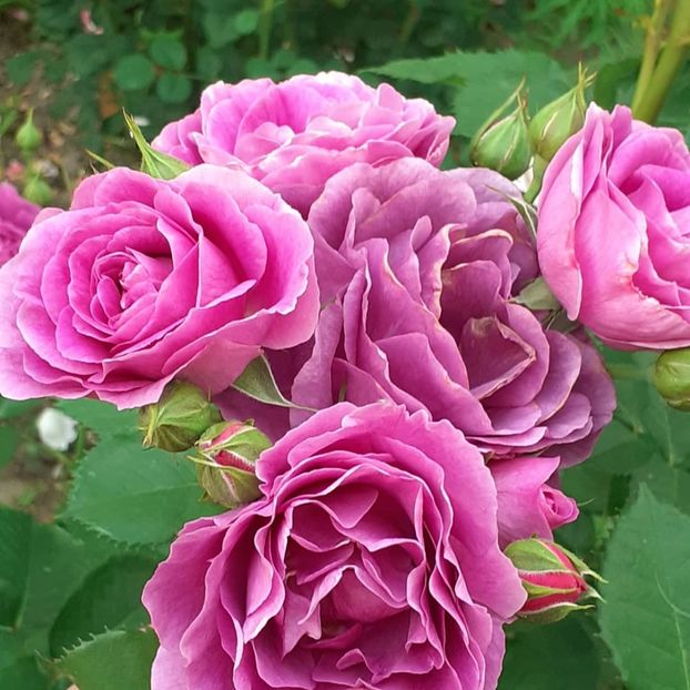  - Minerva 2021 - 2022