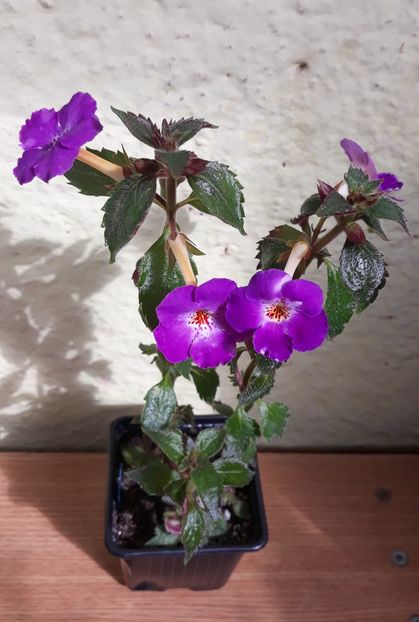  - 0001 2022 - Panseluta