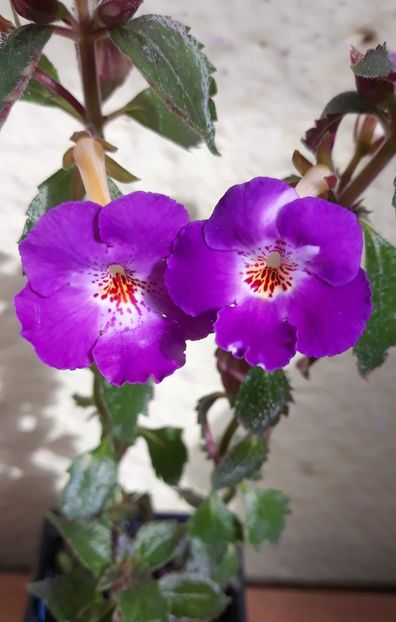  - 0001 2022 - Panseluta