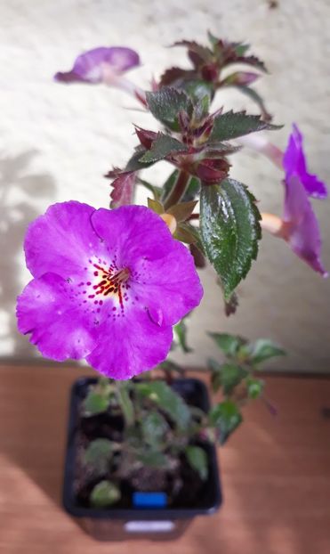  - 0001 2022 - Panseluta