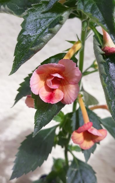  - 001 2021 - Orange Orchard