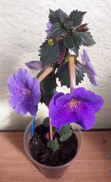  - R21 - Serge s Revelation