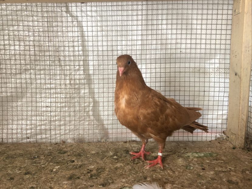 25483/21 - 4-lot zbor 2021