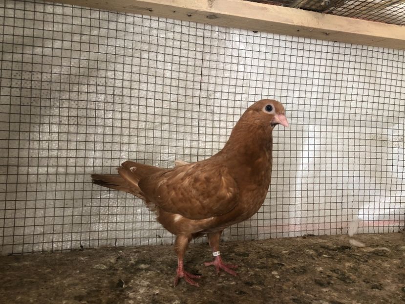 25491/21 - 4-lot zbor 2021