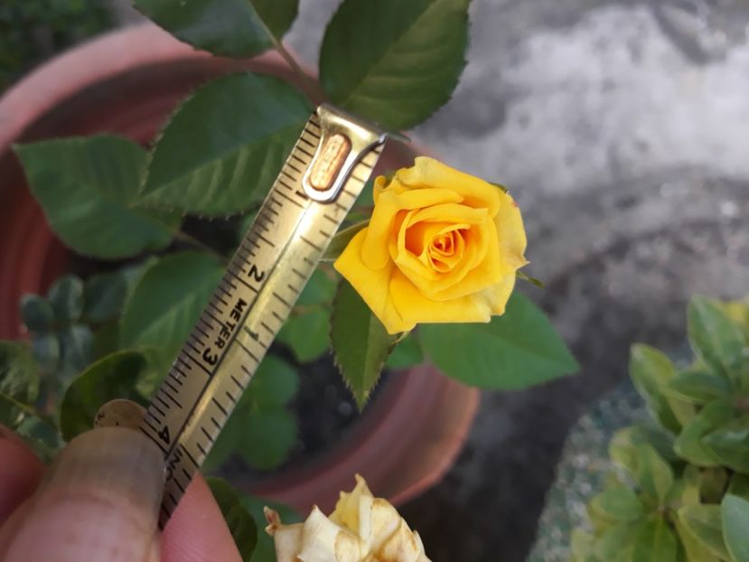 28 aug.2020 , prima floare - Necunoscut galben