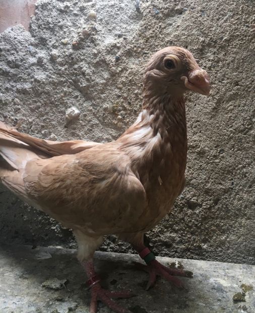  - Pui și tineret