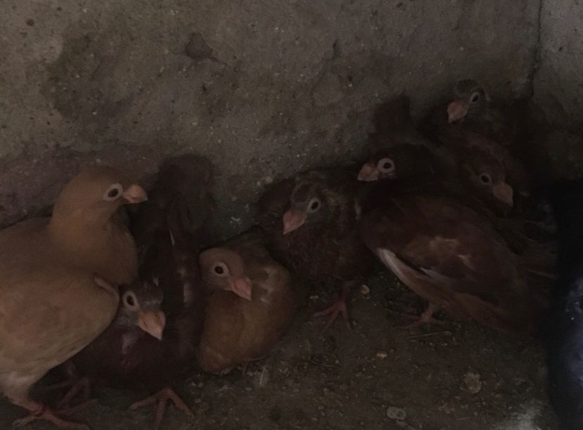  - Pui și tineret