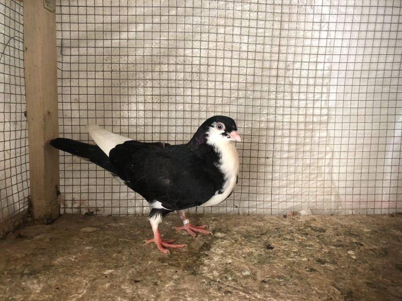 25484/21 - 4-lot zbor 2021