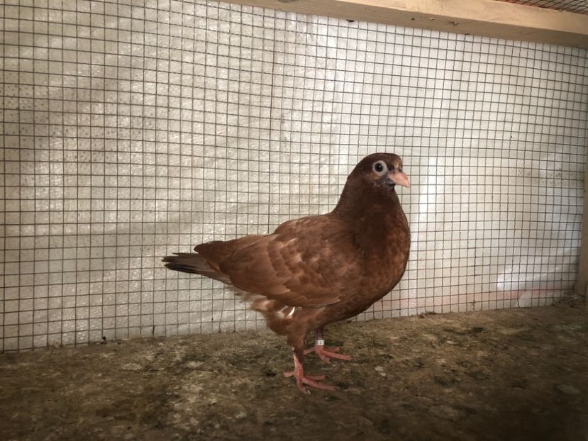 25503/21 - 4-lot zbor 2021