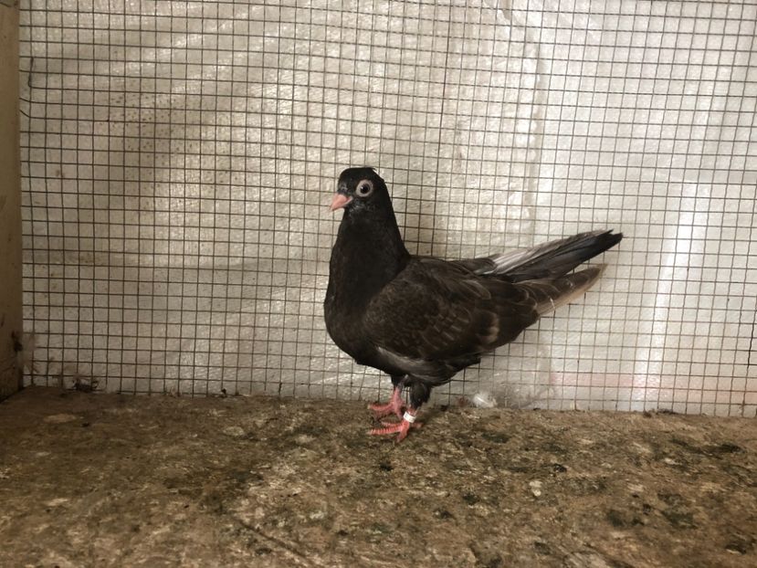 25487/21 - 4-lot zbor 2021