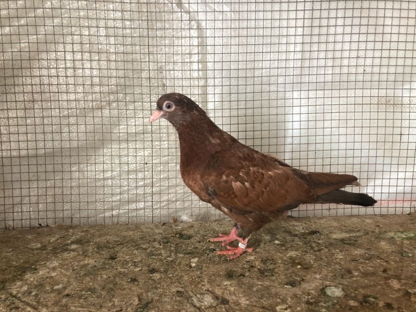 25490/21 - 4-lot zbor 2021