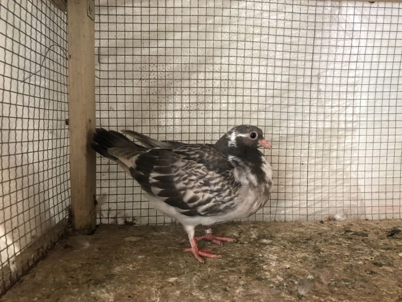 25501/21 - 4-lot zbor 2021