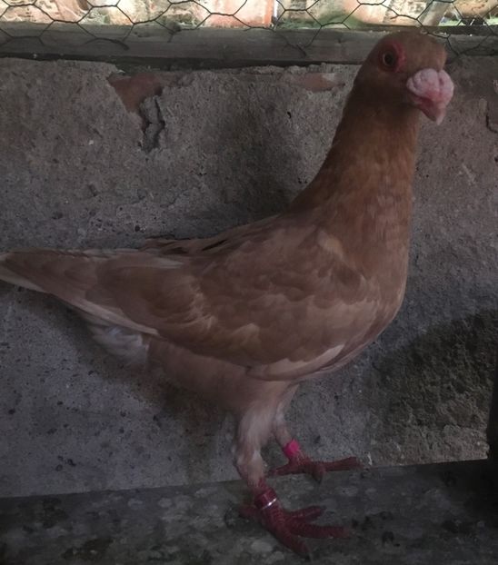 M - Pui și tineret