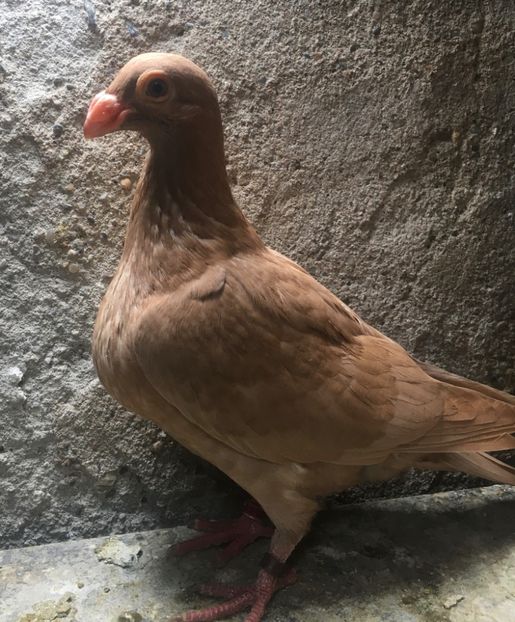  - Pui și tineret