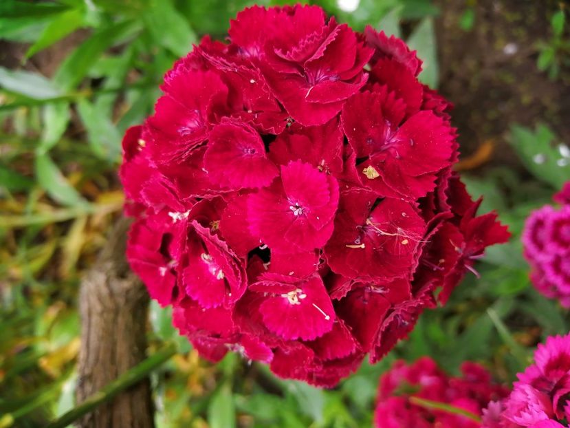  - Frumuseti la casa parinteasca