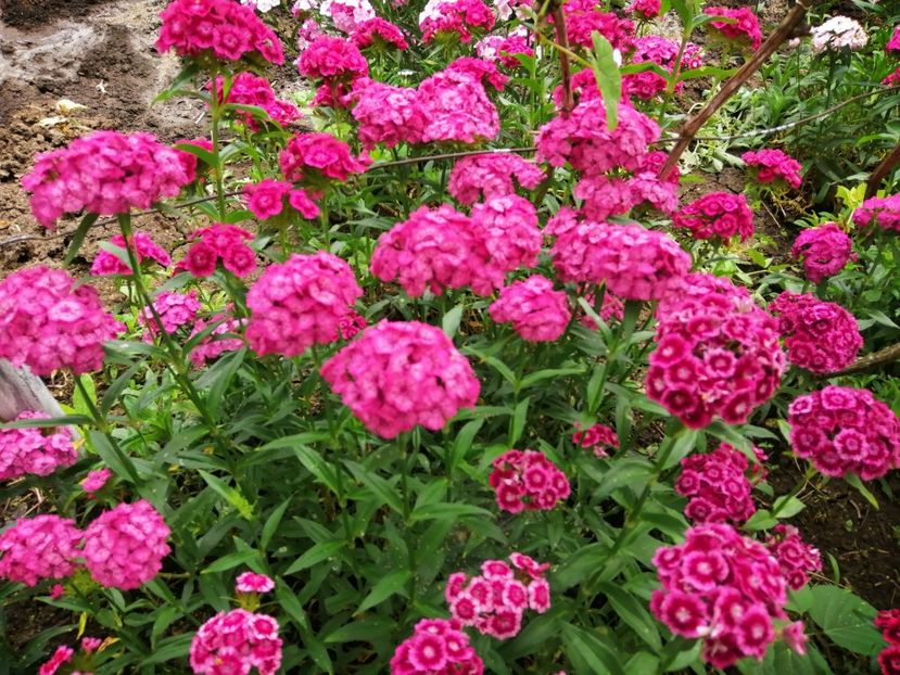  - Frumuseti la casa parinteasca