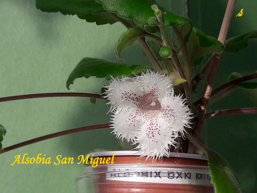Alsobia San Miguel(12-06--2021)1 - Gesneriaceae 2021