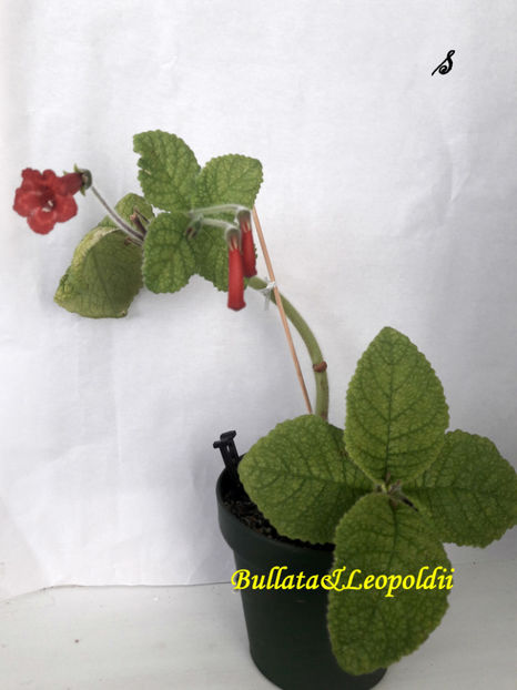Bullata&Leopoldii(12-06-2021)1 - Sinningii 2021