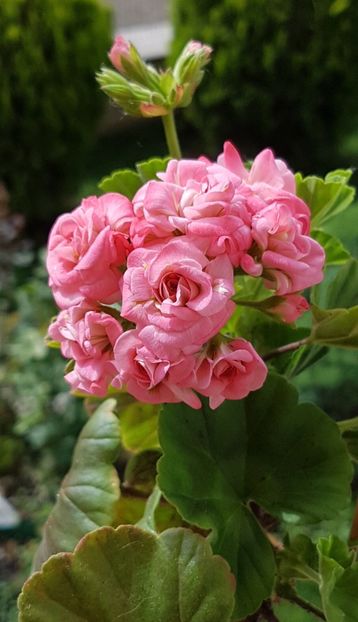 Graingers Antique Rose-tot mai frumoasa - Grainger s Antique Rose