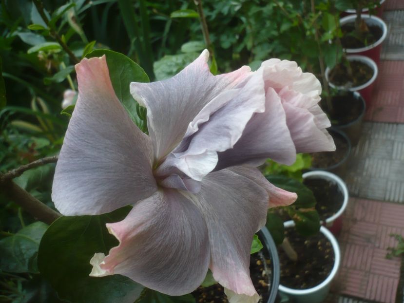 12.06.2021 - HIBISCUSI 2021-1